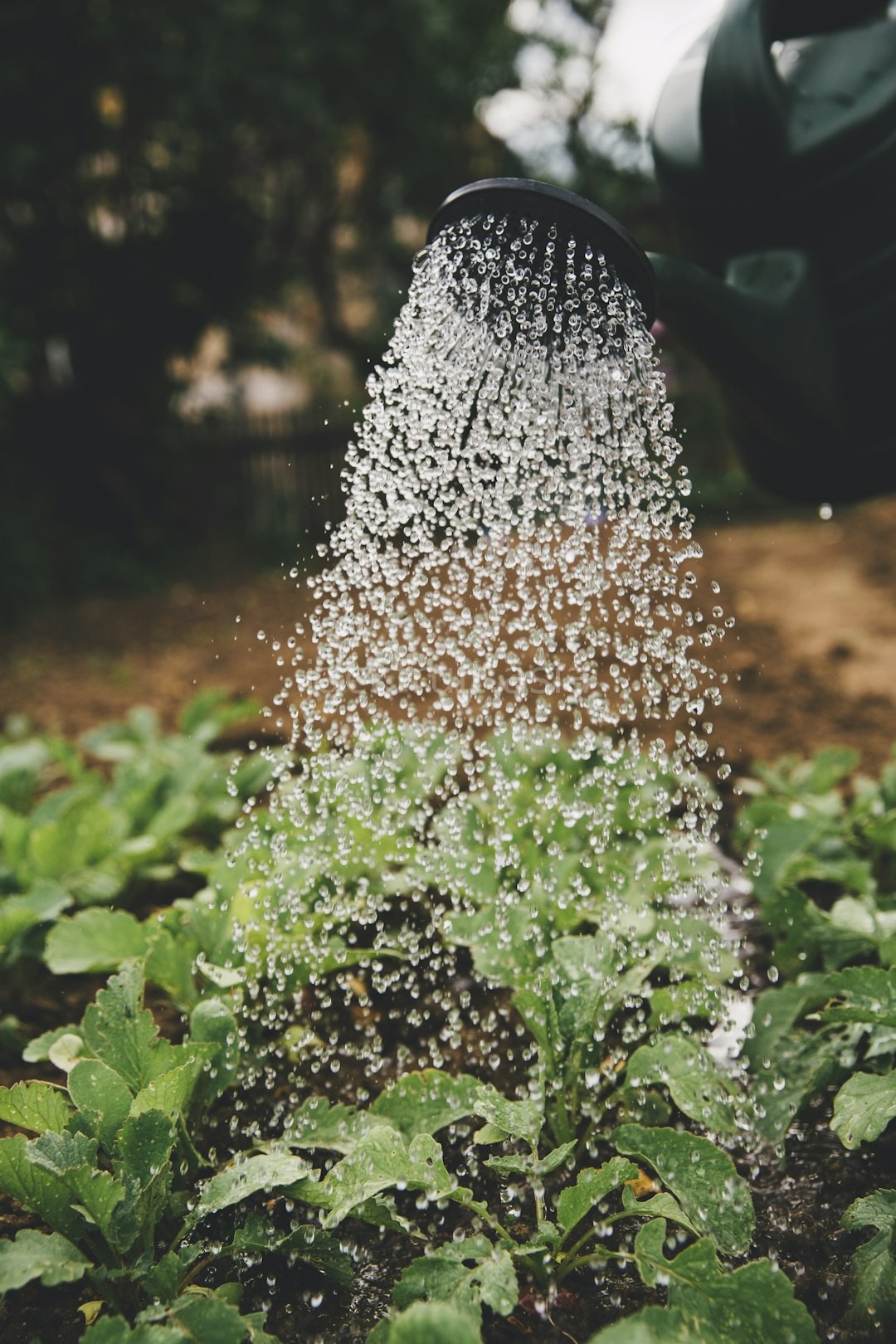 Organic Farm Background
